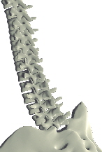 Spine3w